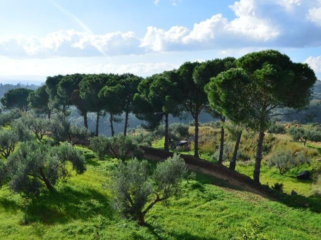 Apartment Koukounaries Skala (Kefalonia)